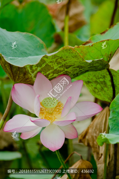 荷花