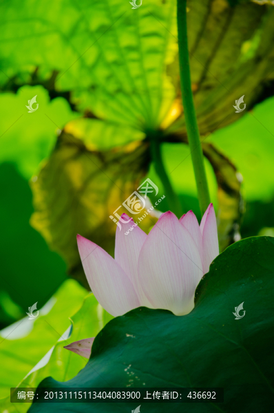 荷花
