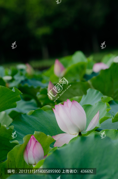 荷花