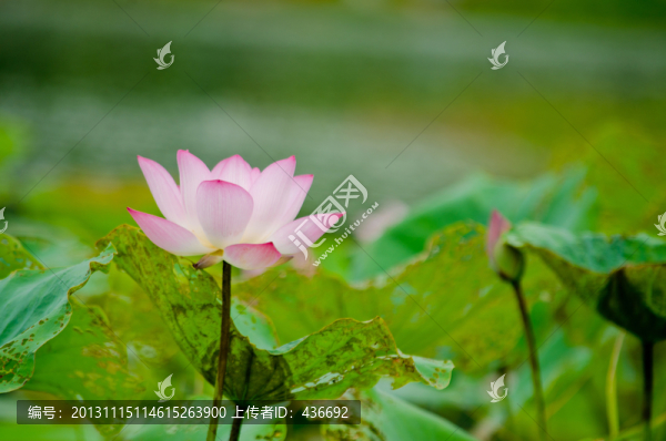 荷花