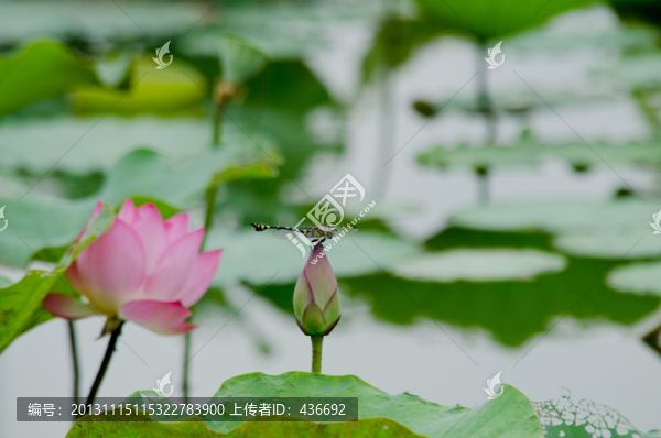 荷花