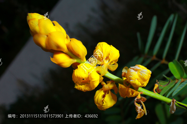 花