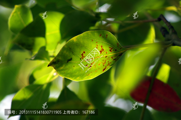 葉子