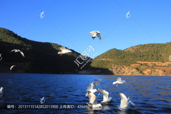 海鷗