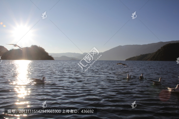 海鷗
