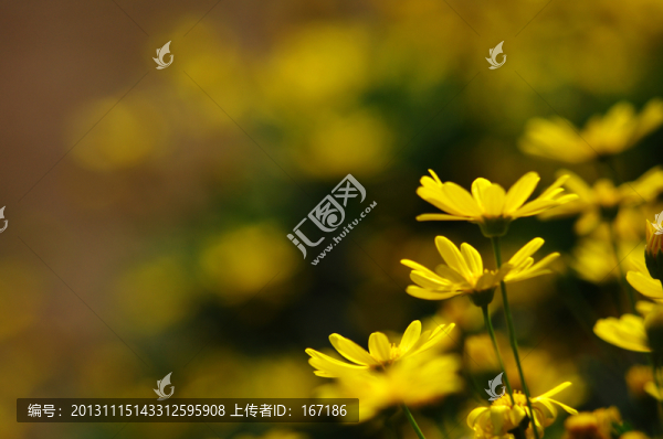 野菊