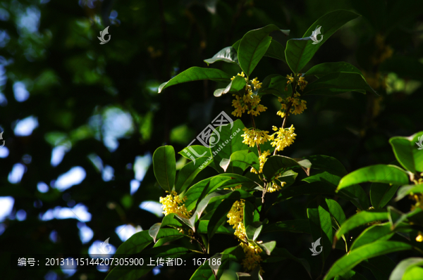 桂花