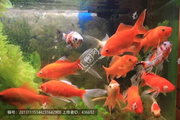 金魚
