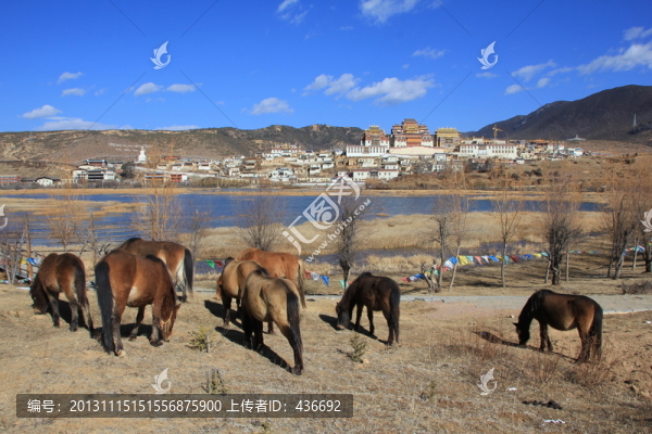 馬