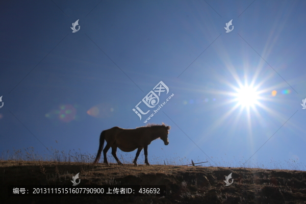 馬