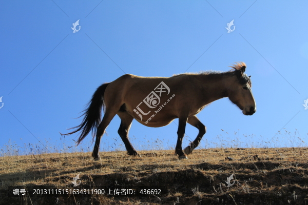 馬