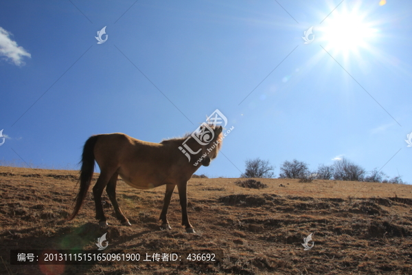 馬