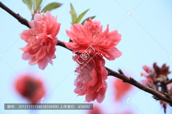 桃花