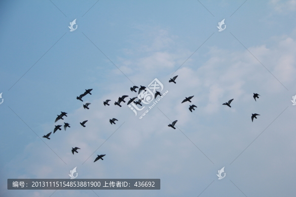 海鷗