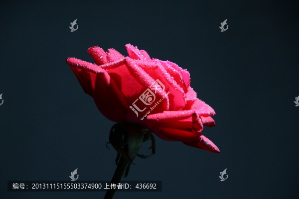 玫瑰花