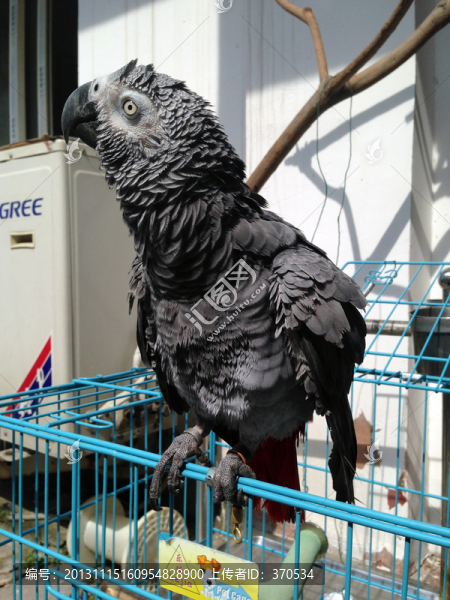 非洲鸚鵡,灰鸚鵡,寵物鳥,鳥類