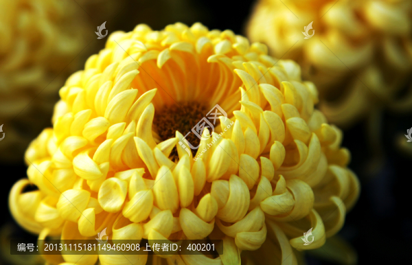 菊展上的菊花