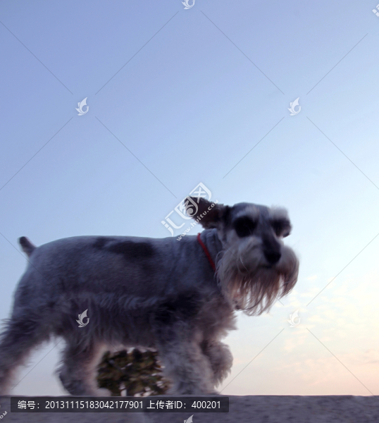 家庭寵物雪納瑞犬
