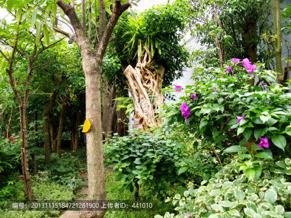 熱帶植物園