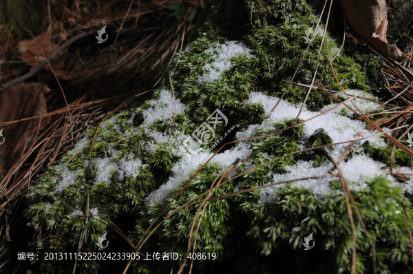 苔蘚殘雪