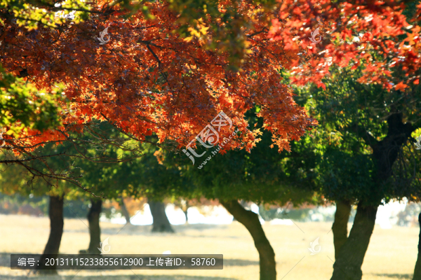 五角楓風(fēng)景區(qū)