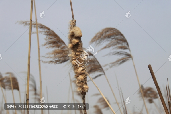 蘆葦