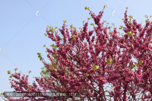 紅花枝