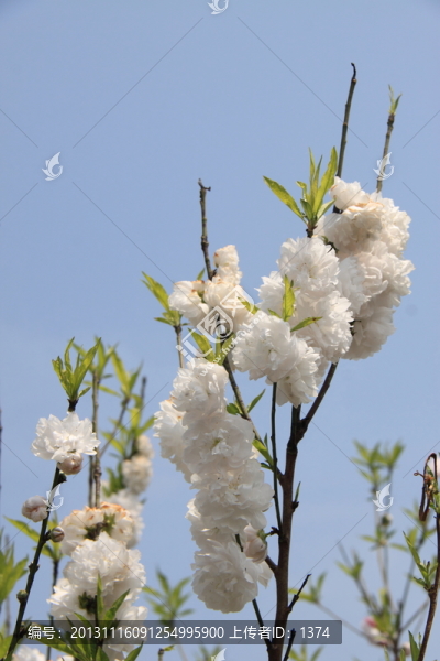 白花
