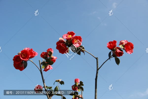 茶花