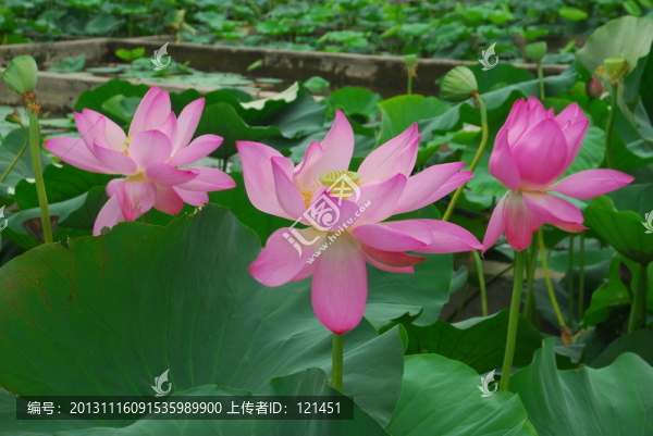 荷花,粉紅色,粉紅色荷花