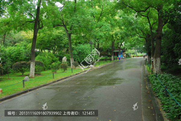 綠樹(shù),夏天,綠色