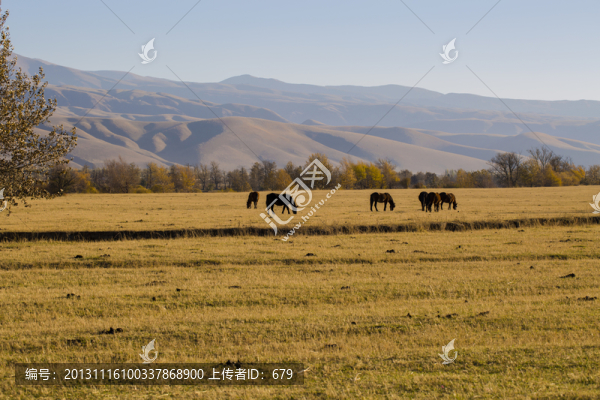 牧馬圖