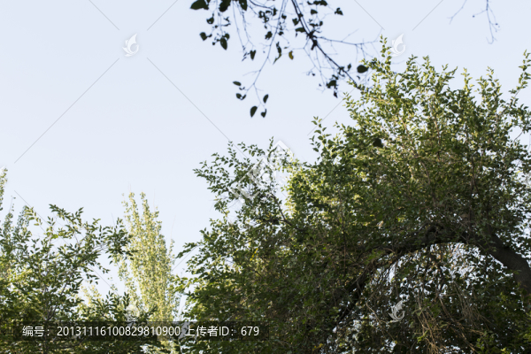 樹梢