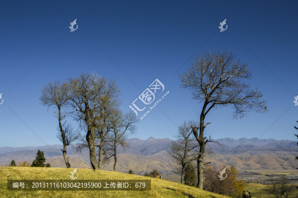 樹(shù),,秋韻