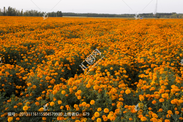 萬壽菊,,花園
