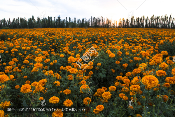 花園,,萬(wàn)壽菊