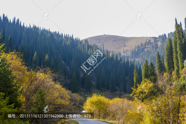 原始森林