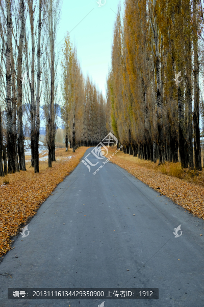 林蔭道