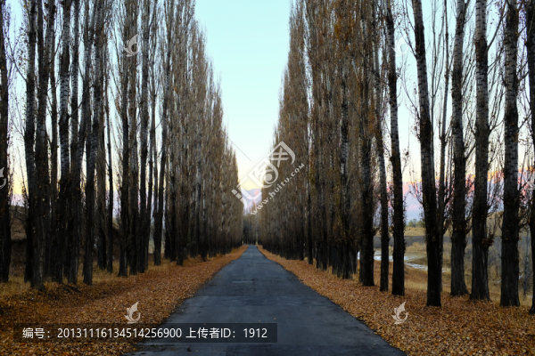 林蔭道