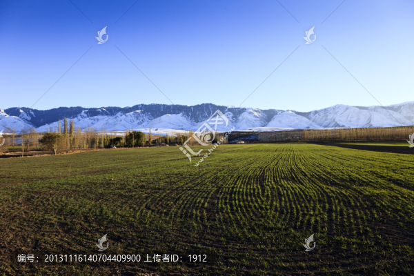 田野