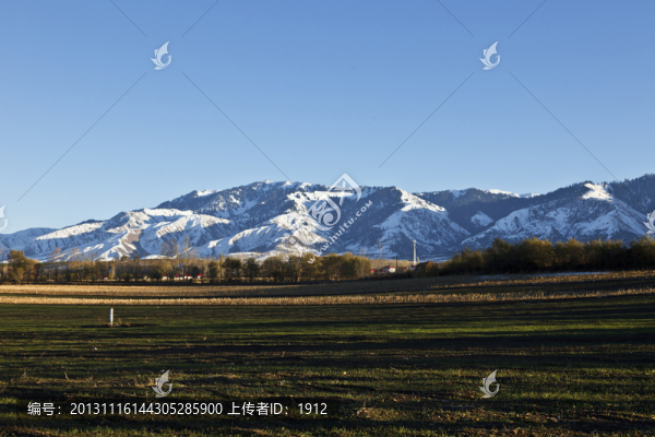 田野