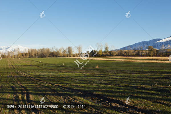 田野