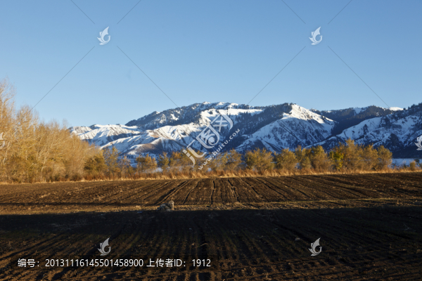 田野