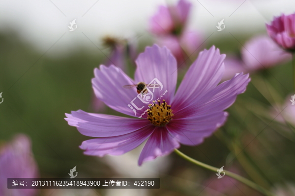 蜜蜂采蜜