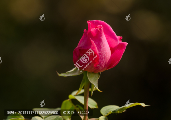 月季花蕾特寫
