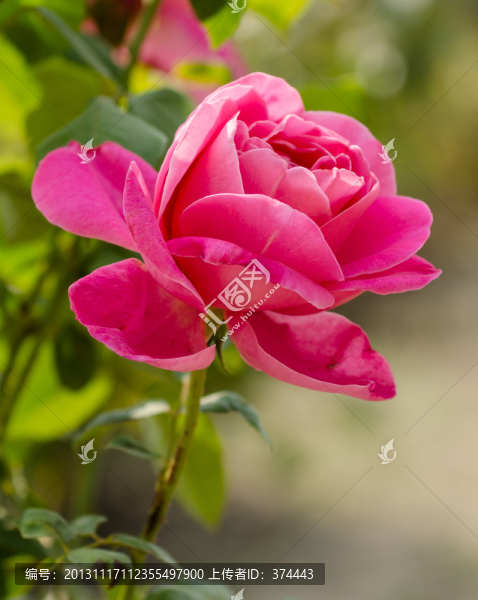 月季花