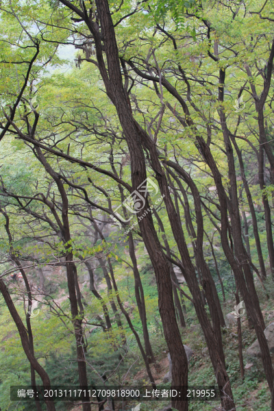 樹木,山林