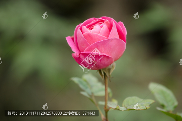 月季花