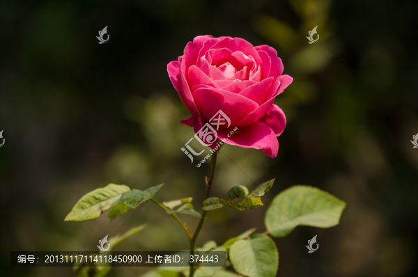 月季花