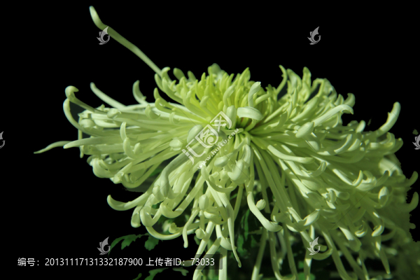 菊花,,絲菊,,黃色菊花